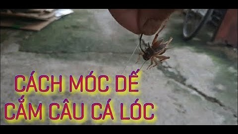 Hướng dẫn cách móc mồi cắm câu cá lóc. Bán cần câu cắm cá lóc giá rẻ 0936059090