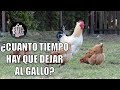 ¿Cuanto tiempo debemos dejar al gallo con las gallinas?