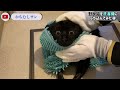 【野良猫悲報1/3】※本動画には不適切な場面があります。この様な行為にいたった事を猛省しております。不快に思い、心を痛められた方々にお詫び申し上げます。