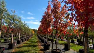 Fleming's Top 10 Autumn Trees