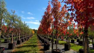 Celebrity Fleming's Top 10 Autumn Trees Net Worth