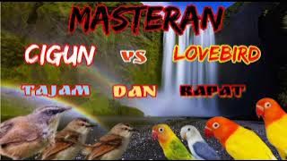 MASTERAN CIGUN VS LOVEBIRD || TAJAM DAN RAPAT#masterancigun#cigungacor #masteranlovebird