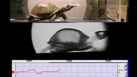 turtle treadmill locomotion & breathing