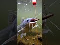 CRAZY Fish Bite You WON T Believe This Bait Fishing 