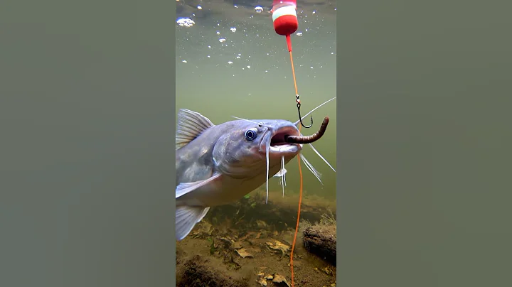 🎣 CRAZY Fish Bite! 🤯 You WON'T Believe This Bait! 😱 #Fishing