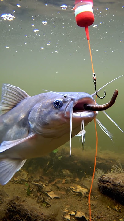 🎣 CRAZY Fish Bite! 🤯 You WON'T Believe This Bait! 😱 #Fishing
