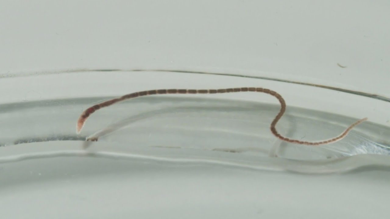 Denver Researcher Discovers New Worm Species In Steamboat Springs 'Sulphur Cave'