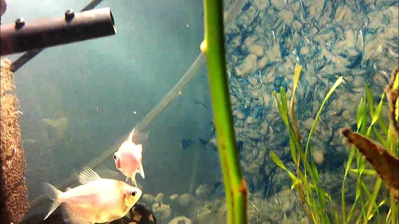 Мальки тернеции. Тернеция с икрой. Икра тернеции в аквариуме. Икра тернеции в аквариуме. Рыбки тернеция икра.