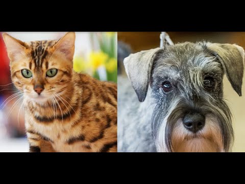 Video: Paauglys, Kuris Galvojo Apie Pasiutligės šunis, įtaria, šaudo Jai į Veidą, Nes Jis Neturėjo Laiko Veterinarui