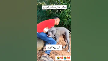 بيتبول يلتهم شاب في باب الواد 
