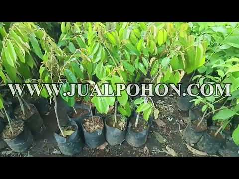 Bibit Pohon Durian Merah Banyuwangi Ready Stok Banyak