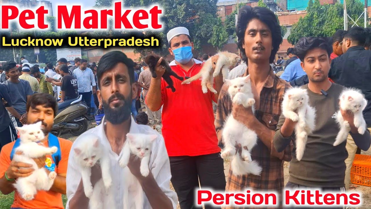 Chepest Persian kittens market in Lucknow 💥💯 |Nimbu Park Pet Market |Persian Kittens market 