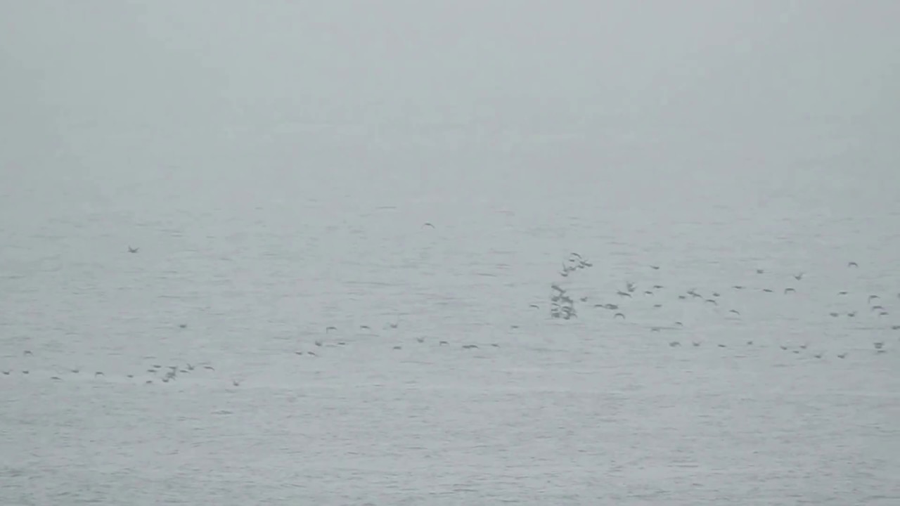 Common Scoter flock north at Whitburn real time speed 