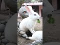 #animalalienfriendship #rabbit #alien #alienrabbit