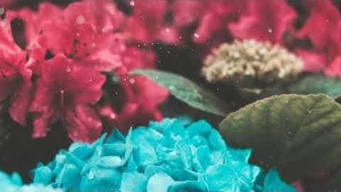 أجمل تلاوه سوره الضحى حاله واتس اب