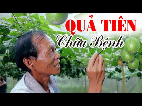 Video La Hán Quả: Qủa thần tiên cực tốt cho bệnh tiểu đường,... - youtube