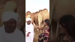 Camel Jealous kick 🦵| Funny Video
