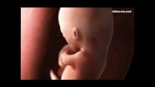 İnsanın Yaratılışı