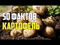 50 ИНТЕРЕСНЫХ ФАКТОВ О КАРТОФЕЛЕ