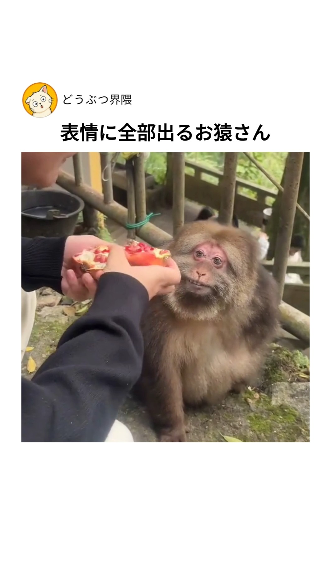 表情に全部出るお猿さん - YouTube