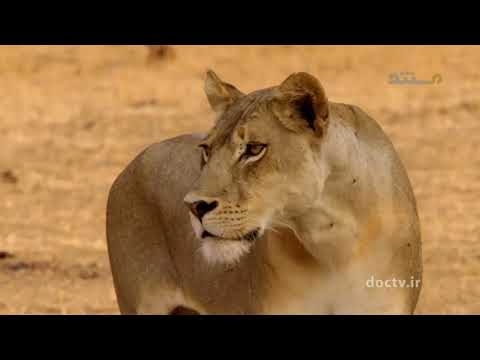 مستند دوبله فارسی شکارچیان آفریقا قسمت سوم 