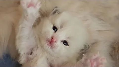 Watch the video about Adorable Siberian Kittens 18 days old 😍😍 #kittens #toocute