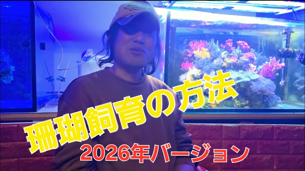 珊瑚水槽はこうすれば上手く飼えるようになります。2026年バージョン