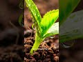 Grow a Mango Tree From Seed (Easy Method) #plantshorts #plants #mango
