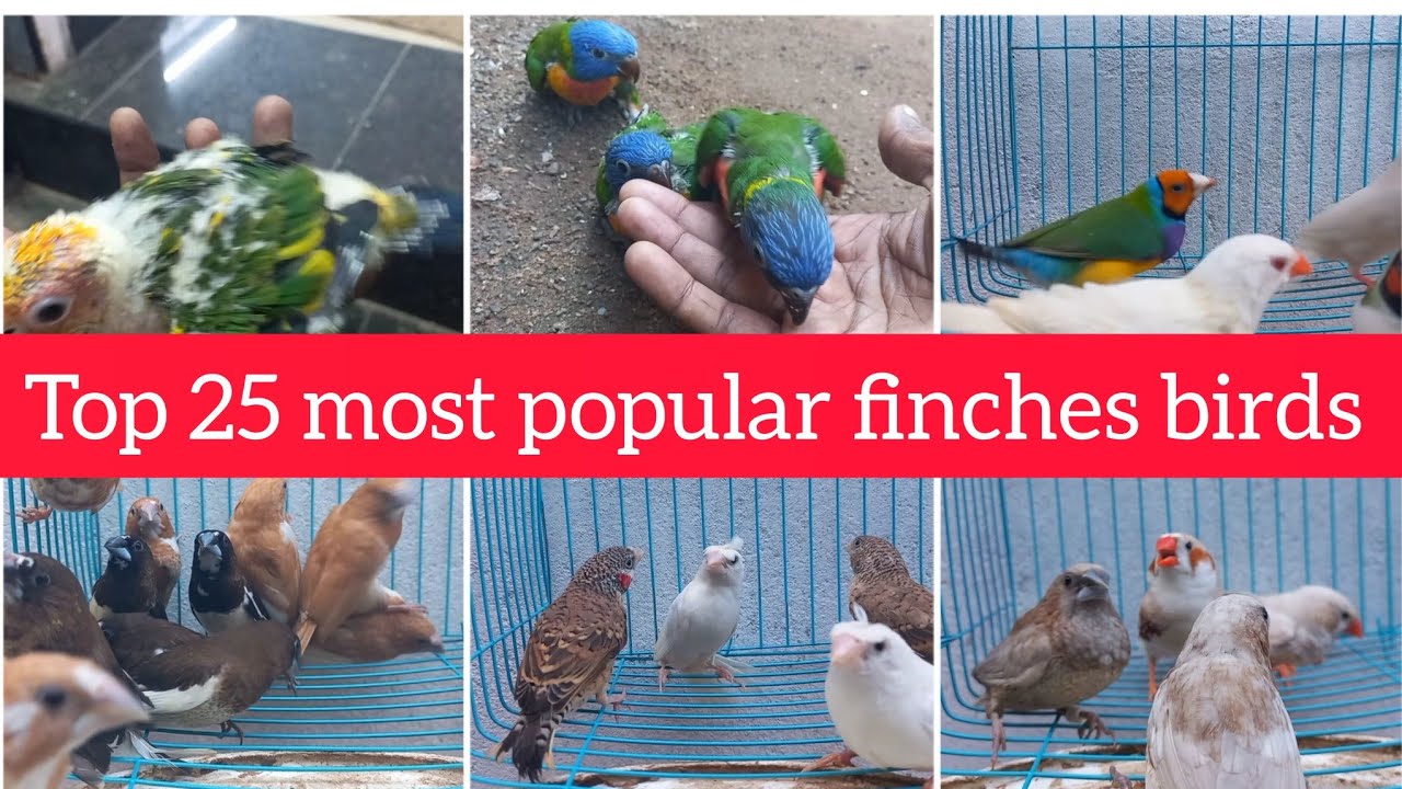 Golden finches /Java /finches /birds /Nagercoil brothers - YouTube