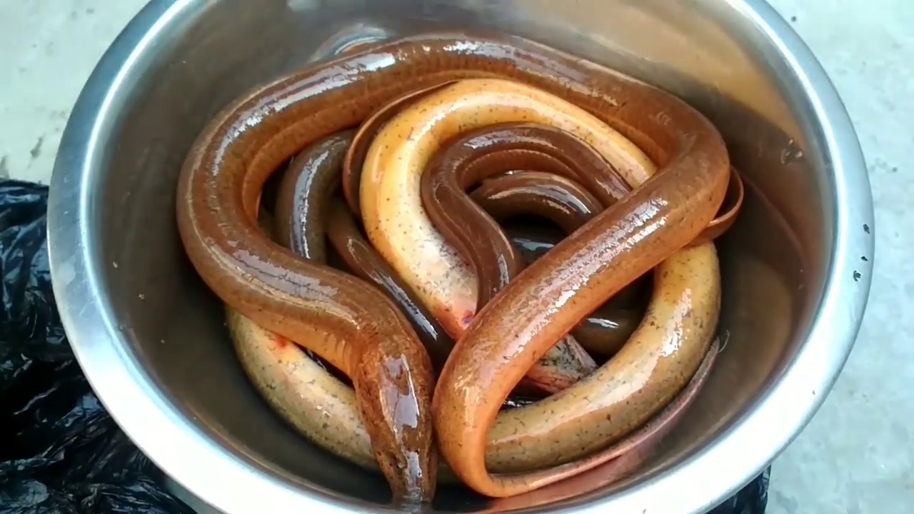 How to prepare Swamp Eel. YouTube