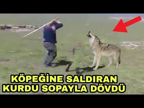 Köpeğine Saldıran Kurdu Sopayla Dövdü