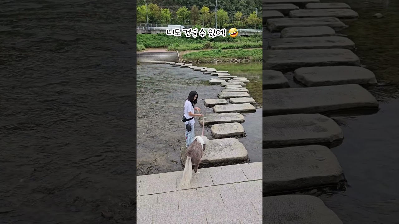월리 드디어 성공!?👏👏Successfully crossed the stone bridge