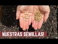 Como Obtener SEMILLAS de nuestra Cosecha -Recoleccion PEPINO, RUCULA, BERENJENA, ZAPALLITO y GIRASOL