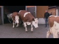 Kommandosache Kuh: Eine Herde zieht um (BAF)