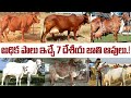 అధిక పాలు ఇచ్చే7 దేశీయ ఆవు జాతులు.! Desi Cow Breeds in India | Importance of Desi Cows Telugu