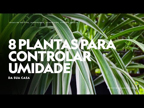 Vídeo: Plantas de casa que absorvem a umidade - Quais são as plantas que absorvem a umidade