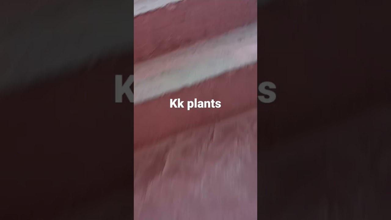kk plants