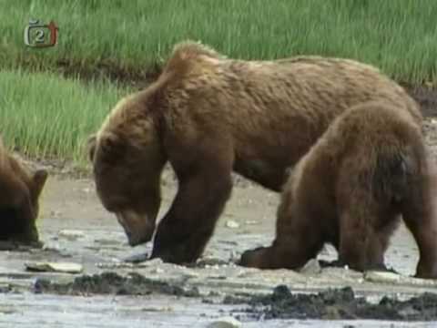 Video: To Je Obrovský Grizzly, Ne Nějaký černý Medvěd - Matador Network