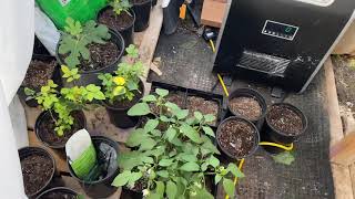 Colorado Cannabis Outdoor grow snow storm pt2