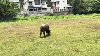 cute bufallow video #shots #wildlife #youtubeshots #shotsfeed by Vishvasichalum illenkilum 26 views 1 month ago 14 seconds