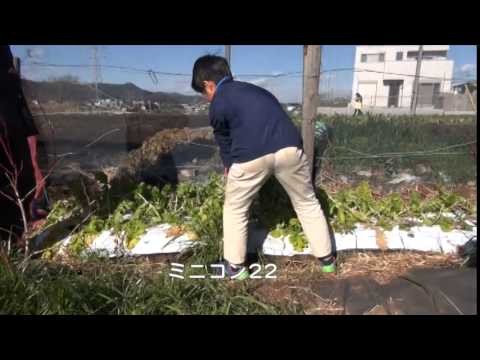 菜園だより141226落葉・収穫体験・剪定