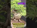 Solusi Akar Bonsai Asam Jawa Yg Tidak Tumbuh Serabut #bonsai #asamjawa #tamarind #bonsaitree