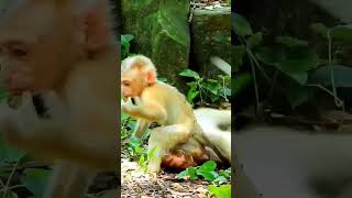Pity Baby Monkey Lucie. #baby #monkey #minimonkey #viralvideo #shorts #0626
