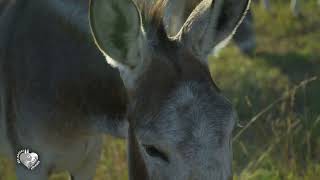 Creekside Donkeys - Rét-Pataki Fülesek