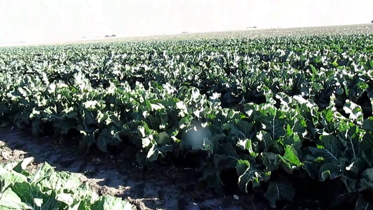 Growing cauliflower YouTube