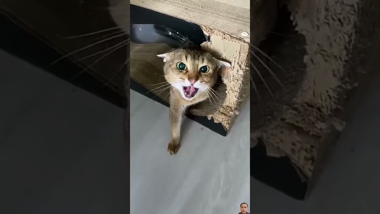 Angry Cat 😾 | The Funniest Feline Freakout! 