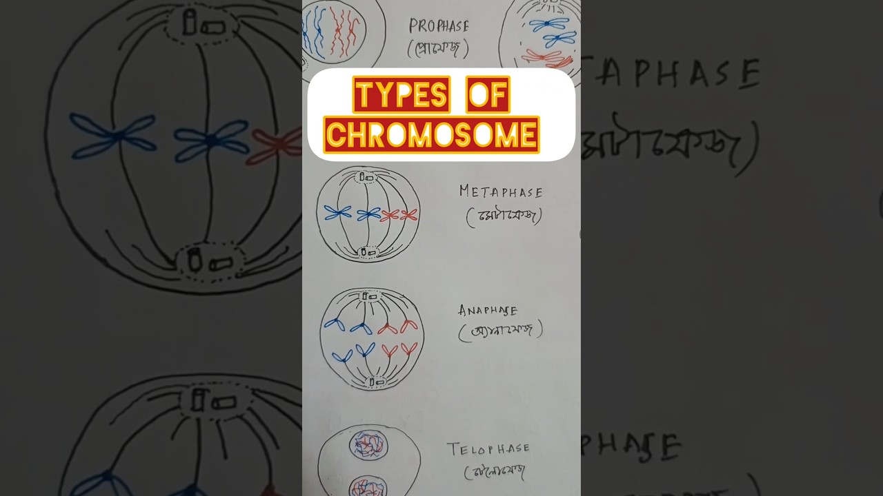 Types of Chromosome 