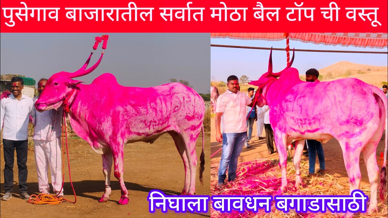 महाराष्ट्रातील सर्वात मोठा बैल पुसेगाव बैल बाजारात बावधन पगारासाठी खरेदी #निसर्गाची_नाळ 