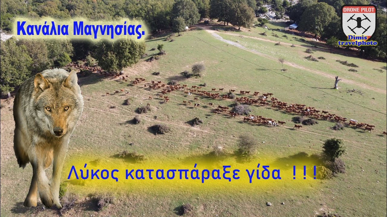 Λύκος κατασπάραξε γίδα!!!!  Κανάλια Μαγνησίας. A wolf tore apart a goat!!!! Magnesia Greece.