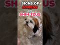 Top Signs Your Shih Tzu Is Stressed 🐶 | How to Keep Them Happy & Healthy